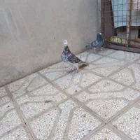 کفتر جنگنده|پرنده|فردوس (خراسان), |دیوار