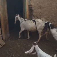 2عدد بز پاکستانی بزغاله عالی از همه نظر|حیوانات مزرعه|خلیل آباد, |دیوار