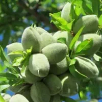 ارائه نهال بادام پر بارخوشه ای