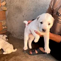 واگذار توله