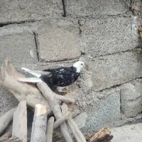 دوعدد کبوترگم شدن شازده