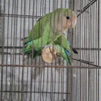 جفت طوطی‌ برزیلی