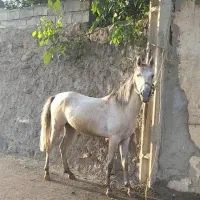 مادیان اصیل|اسب و تجهیزات اسب‌سواری|اردبیل, |دیوار