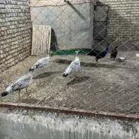طاووس مصری