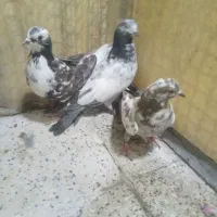 کفترگرفتنی۱۰طوق جوجه ۱۵۰۰۰۰تومان|پرنده|تهران, جی|دیوار