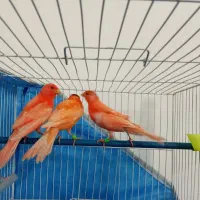 تلفن جدید نارنجی پرتغالی