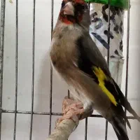 جوجه قفس دورگه رام رام