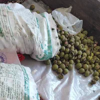 گردو تویسرکان درجه1مغز سفید پرچرب تک درخت|خوردنی و آشامیدنی|کنگاور, |دیوار