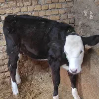 گوساله
