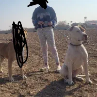 واگذاری پیتبول دوگو آرژانتینو ماده درجه یک