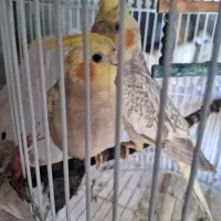 عروس هلندی رام