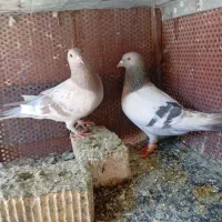 کبوتر سوسنی شهری قهوه ای