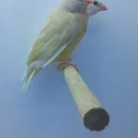 فنچ گلدین جوجه سایز درشت استاندارد وبالغ رنگ گرفته