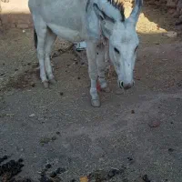 خر ارام اخته گلگی