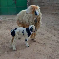 شیشک زایده|حیوانات مزرعه|مسجد سلیمان, |دیوار