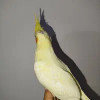 جوجه عروس هلندی