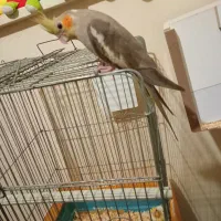 عروس هلندی حرف زن  و جوجه   وغیره|پرنده|پاکدشت, شهرک انقلاب|دیوار