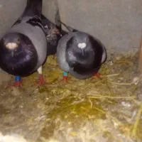 کبوتر|پرنده|صادق آباد, |دیوار