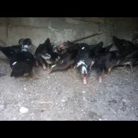 ۱۷ اردک سرحال بیشتر نر هستن