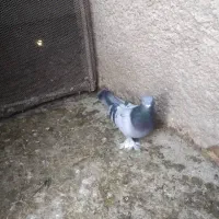 سبز بزن|پرنده|شیراز, تندگویان|دیوار