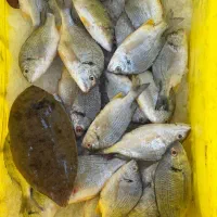 ماهی تازه صید روز