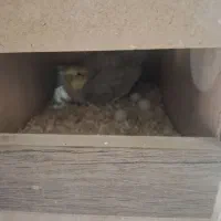 عروس هلندی مولد درجه یک