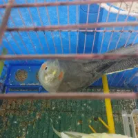 عروس هلندی سالم خونگی ماده|پرنده|شبانکاره, |دیوار