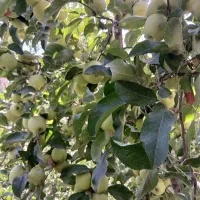 پرتقال چینیم