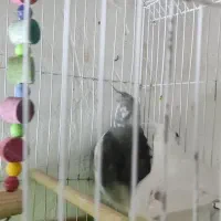 عروس هلندی جوجه|پرنده|بند زرک, |دیوار