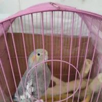 عروس هلندی ماده جوان