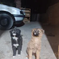 سگ نگهبان نر