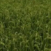 زمین-کشاورزی