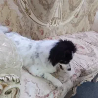 سگ شیدزو|سگ|تهران, مسعودیه|دیوار