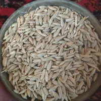 جو ایرانی بزری|حیوانات مزرعه|همدان, |دیوار