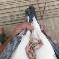 کبوتر پلاکی|پرنده|یزد, |دیوار