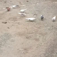 معاوظه با خروس لاری