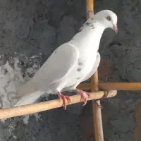 کبوتر ماده