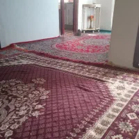 بچه گربه خانگی