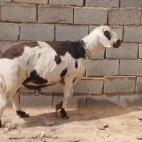 شیشک پلنگی اصل