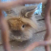 خرگوش|موش و خرگوش|شیراز, جرسقان|دیوار