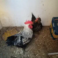 مرغ خروس