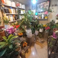 گل گیاه آپارتمانئ|گل و گیاه طبیعی|ورامین, ورامین|دیوار