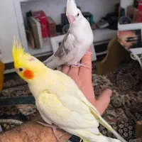 دو عدد جوجه عروس تازه دونخور