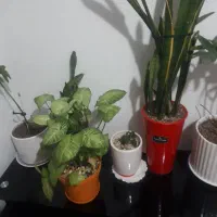 چند عدد گل طبیعی با گلدون  در