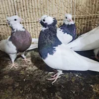 فروش کبوتر|پرنده|شیراز, آبیاری|دیوار