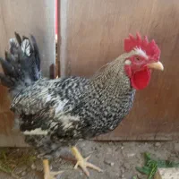 خروس جوان و سرحال و (تخم مرغ)