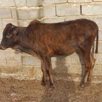 گوساله|حیوانات مزرعه|طسوج, |دیوار