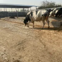 کارگر دامداری