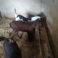 بزغاله پاکستانی