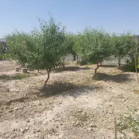 باغ-خاتون-آباد-2000-متر-بادام